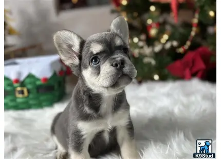 a small french bulldog dog in the snow